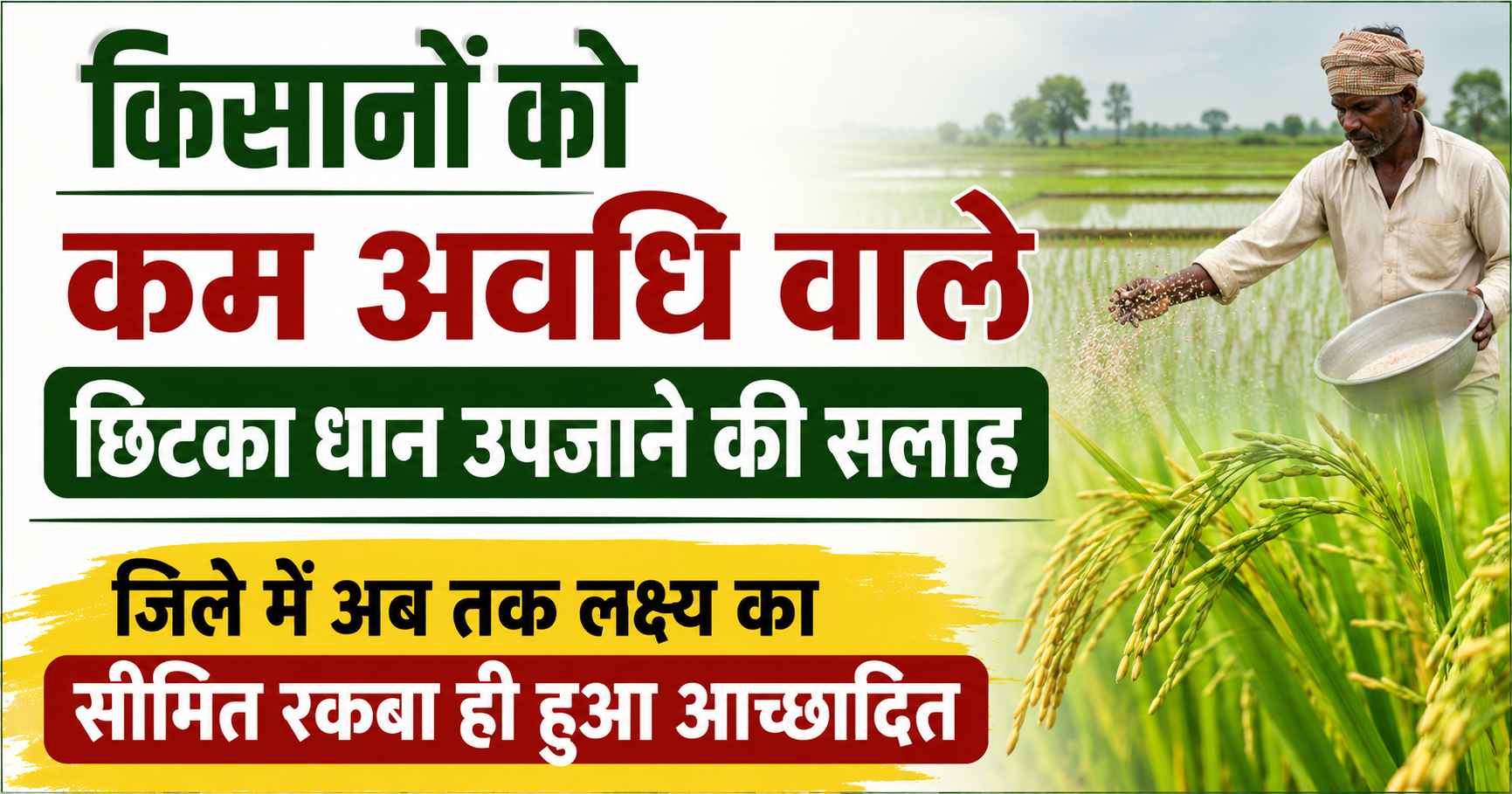 किसानों को कम अवधि वाले छिटका धान उपजाने की सलाह, जिले में अब तक लक्ष्य का सीमित रकबा ही हुआ आच्छादित