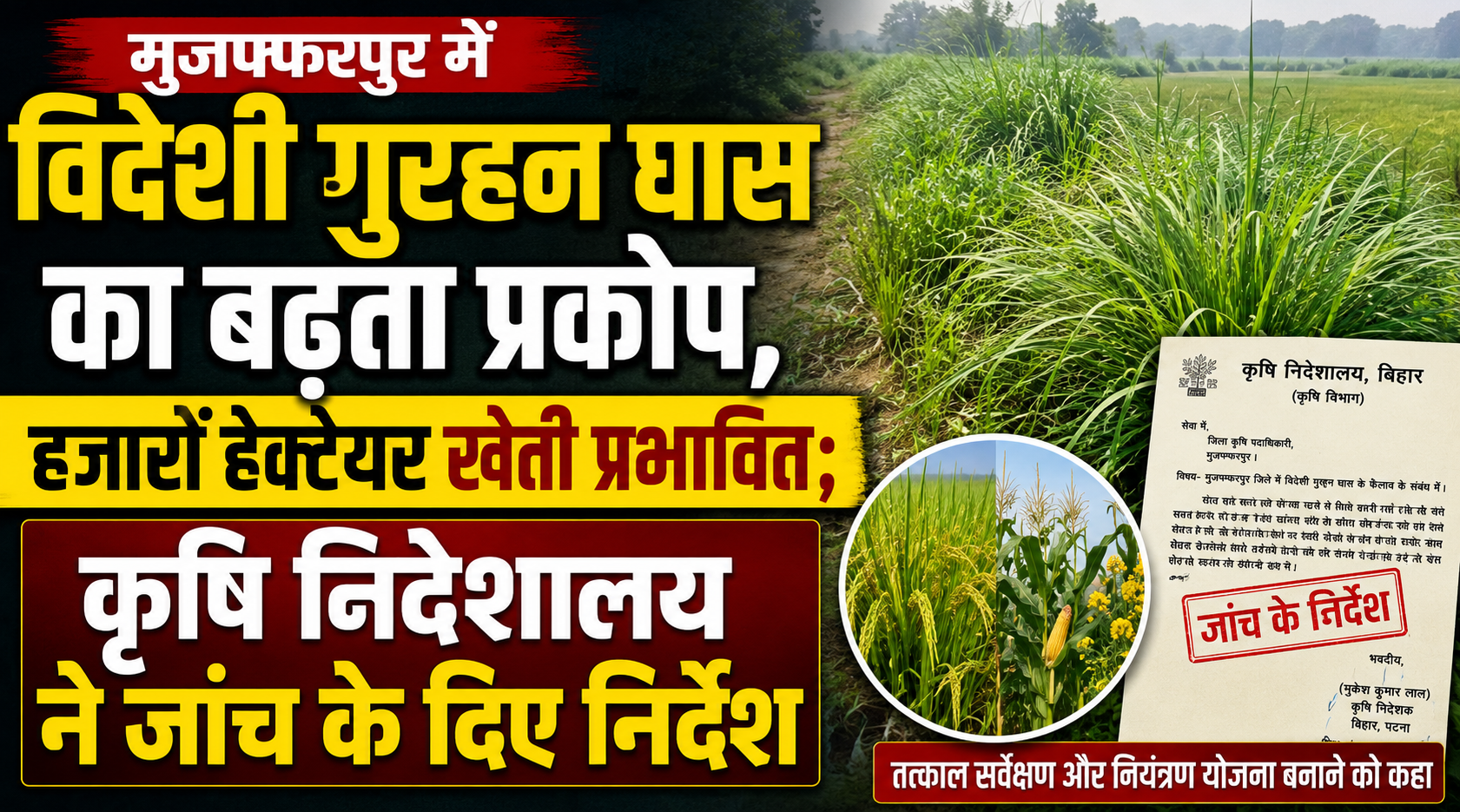 Foreign Gurhan Grass Spreading Rapidly in Muzaffarpur, Thousands of Hectares of Farmland Affected; Agriculture Directorate Orders Investigation