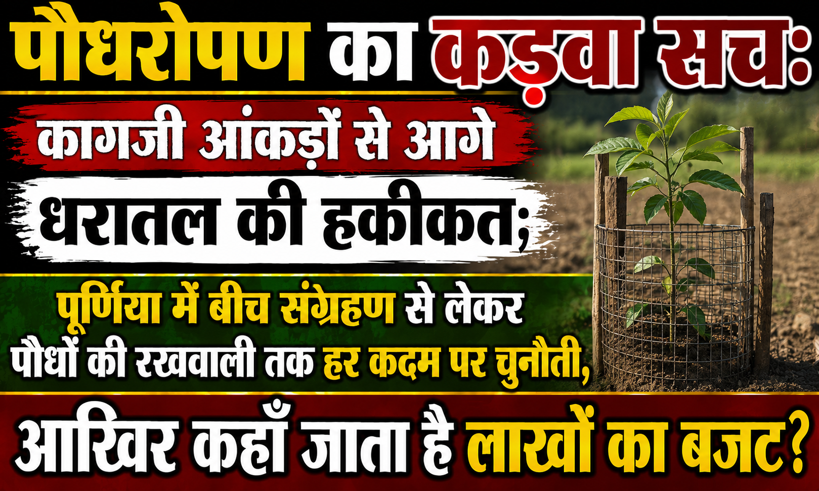पौधरोपण का कड़वा सच: कागजी आंकड़ों से आगे धरातल की हकीकत; पूर्णिया में बीच संग्रहण से लेकर पौधों की रखवाली तक हर कदम पर चुनौती, आखिर कहाँ जाता है लाखों का बजट?